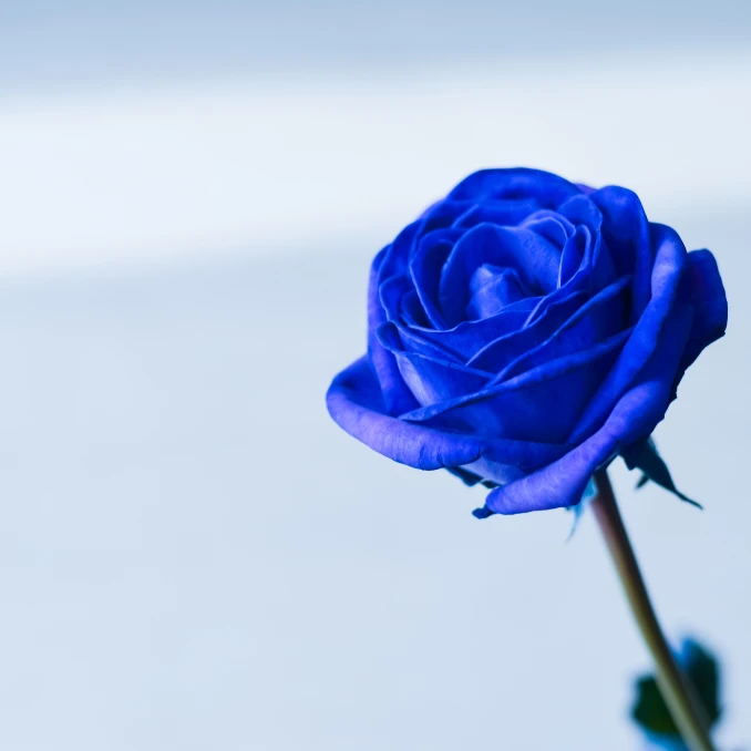 Вибирайте картинки з днем народження жінці рози