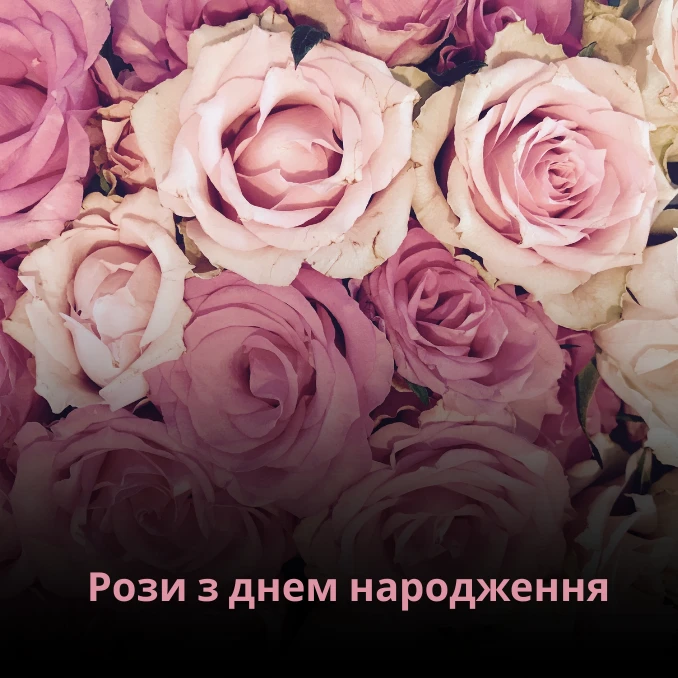 Троянди чи рози