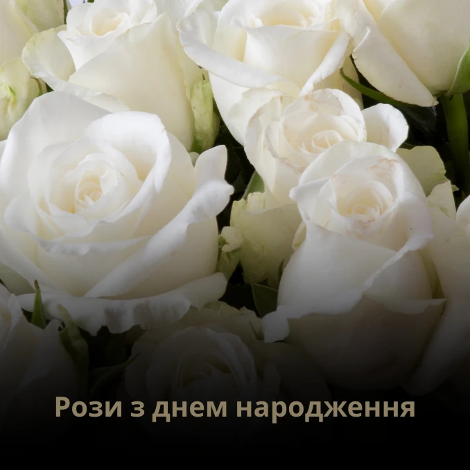 Троянди чи рози