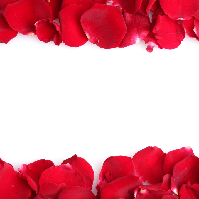 Троянди чи рози