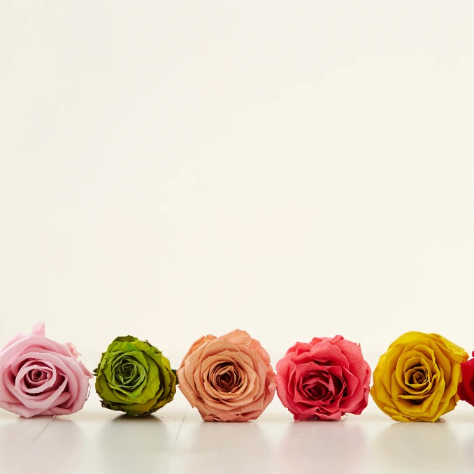 Троянди чи рози