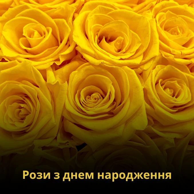 Троянди чи рози