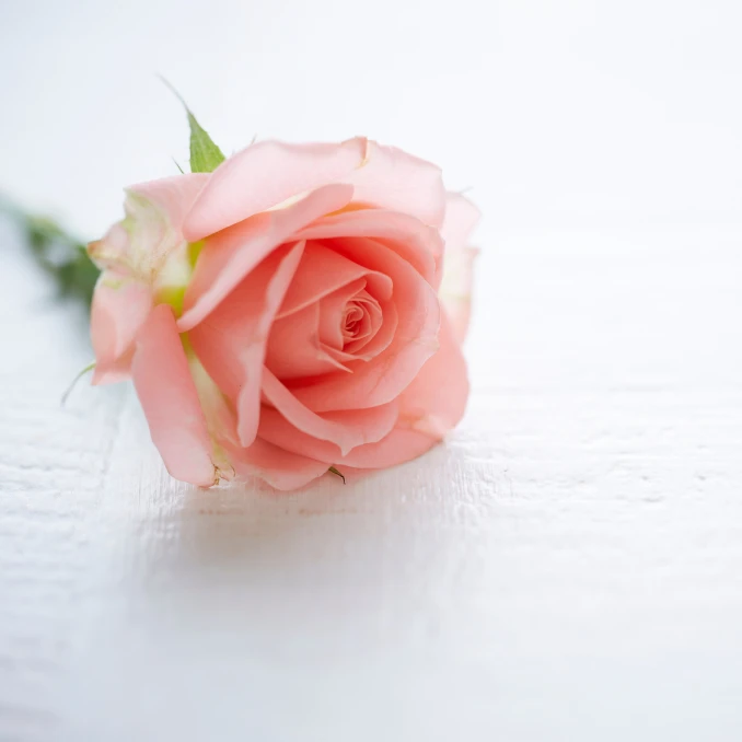 Троянди чи рози