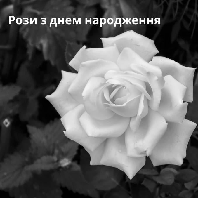 Як скористатися нашими листівками з розами до Дня народження жінки