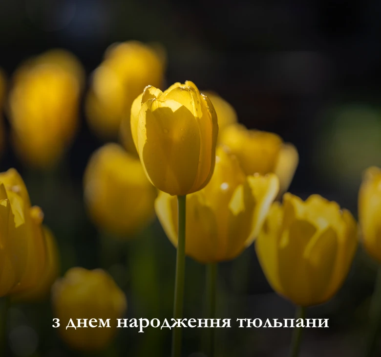 Картинки та листівки з днем народження тюльпани