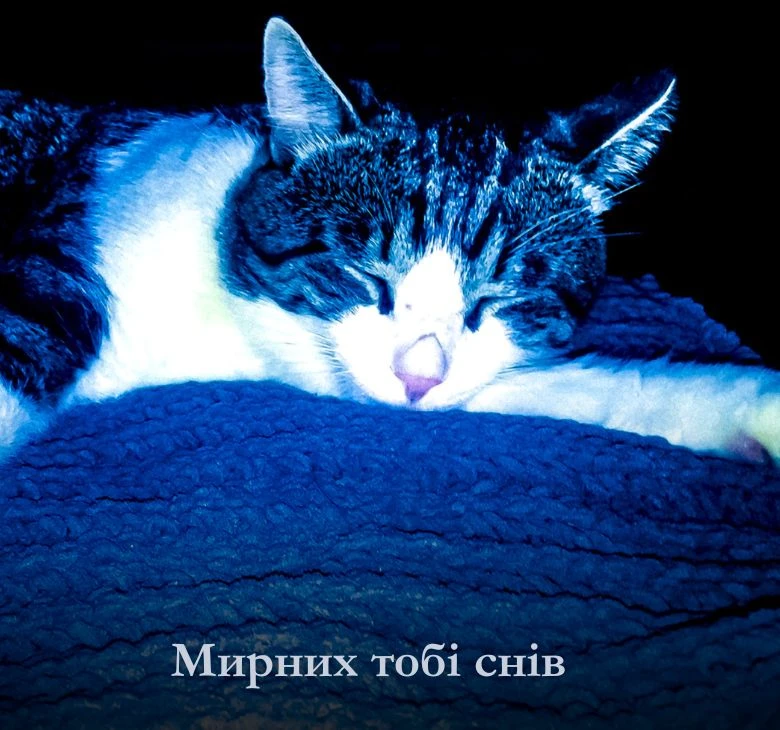 Тут ви знайдете гарні привітання доброї ночі, гарного сну