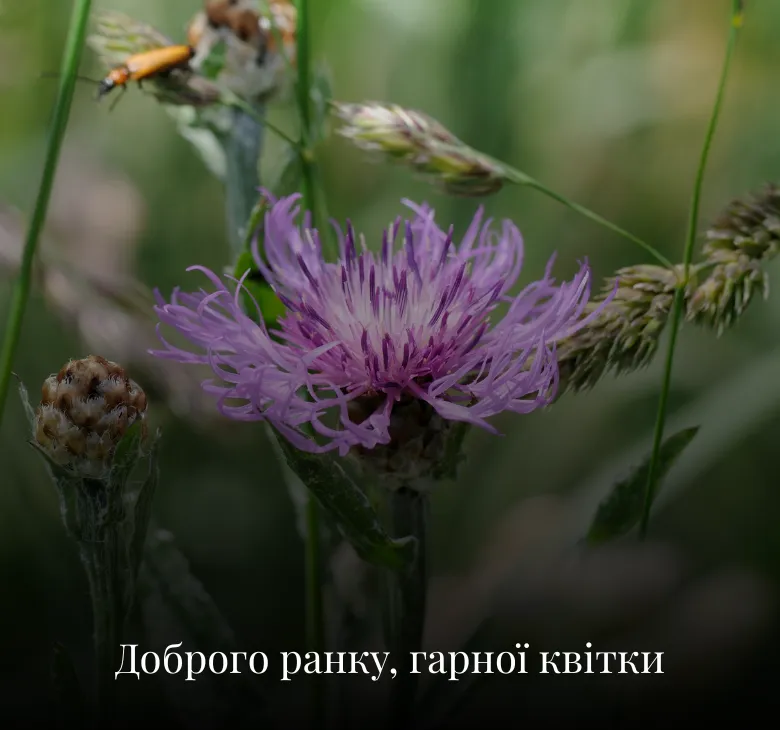 Листівки з добрим ранком та побажаннями на середу